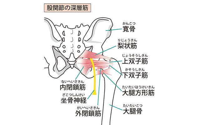 股関節の解剖図