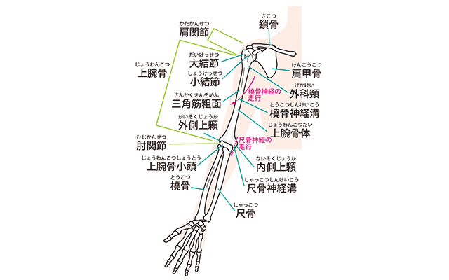 50肩・肩関節周囲炎